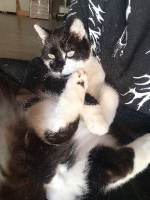 Adopter  chat : Bran