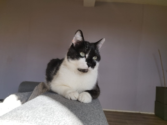 Adopter Bran