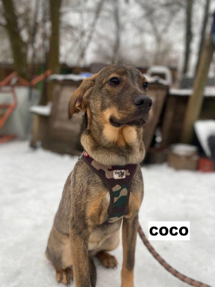 Adopter Coco