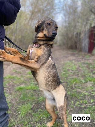 Adoption Coco