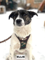 Adopter  chien : Ellie