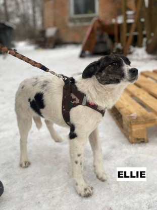 Adopter Ellie
