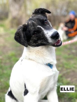 Adopter Ellie