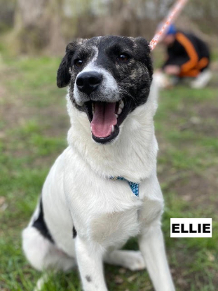 Adoption Ellie