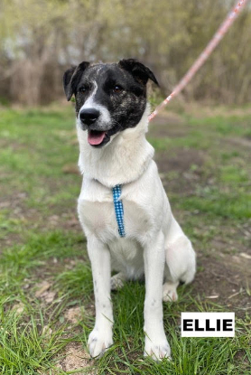 Adoption Ellie