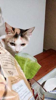 Adopter Grande voile