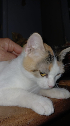 Adopter Grande voile