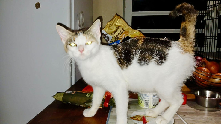 Adopter Grande voile