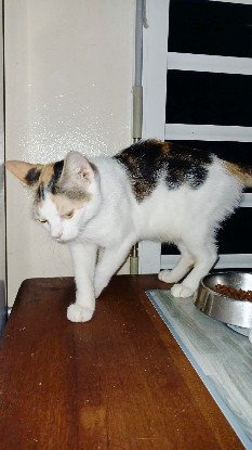 Adoption Grande voile