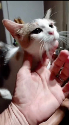 Adoption Grande voile