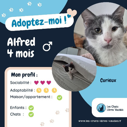 Adopter Alfred