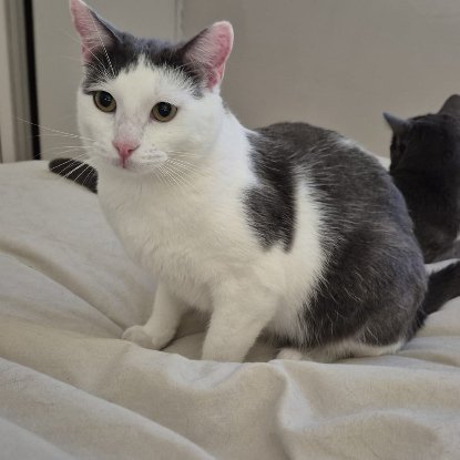 Adoption Alfred