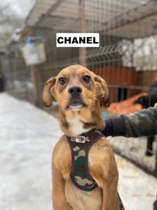 Adoption Chanel