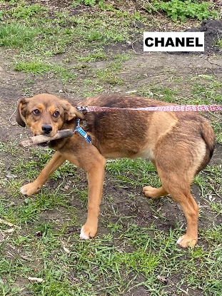 Adoption Chanel