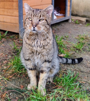 Adopter  chat : Tibra