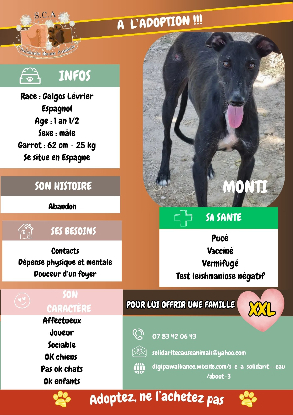 Adopter Monti