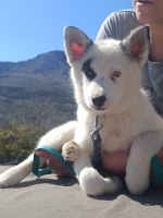 Adopter  chien : Summer