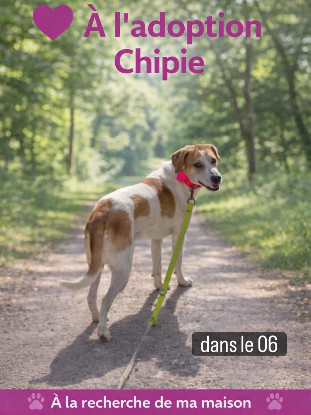 Adopter Chipie