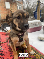 Adopter  chien : Flora