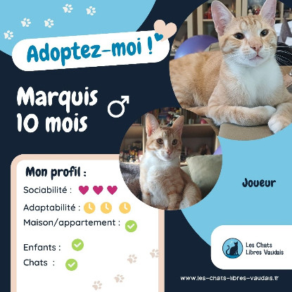 Adopter Marquis