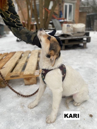 Adoption Kari
