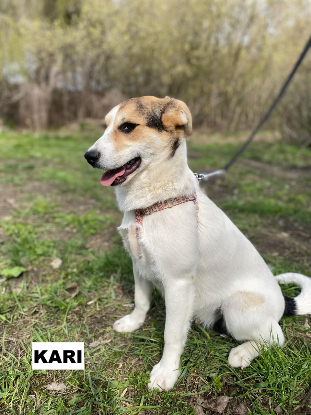 Adoption Kari