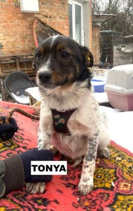 Adopter Tonya