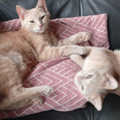 Adopter Automne et mignonne