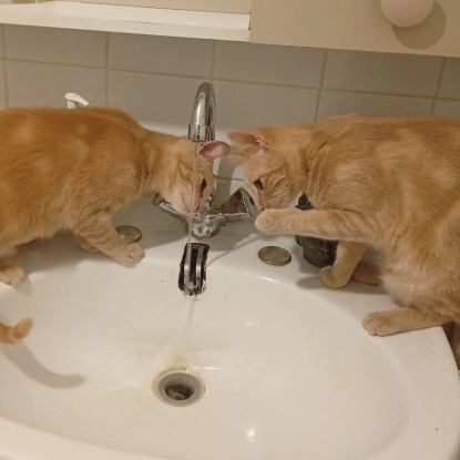 Adopter Automne et mignonne