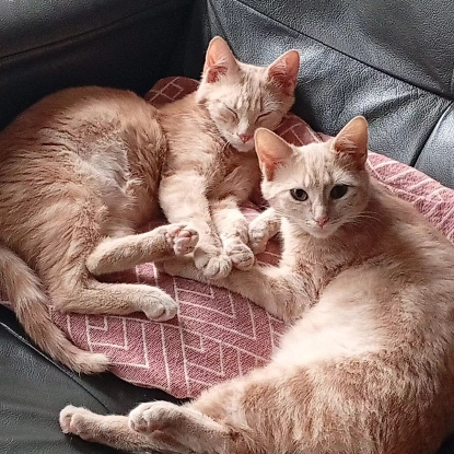 Adopter Automne et mignonne