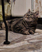 Adopter  chat : Zippo