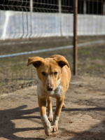 Adopter  chien : Lyris