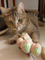 Adopter  chat : Hestia