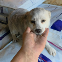 Adopter  chien : Luna