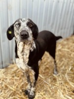 Adopter  chien : Vesna