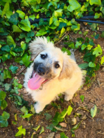 Adopter  chien : Yaimi