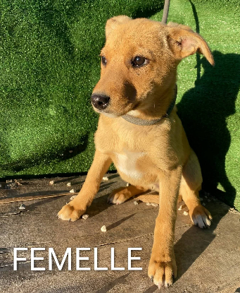 Adopter Pas encore de petit nom