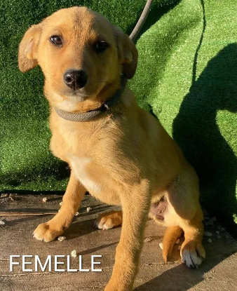 Adopter Pas encore de petit nom