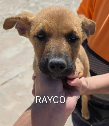 Adopter Rayco