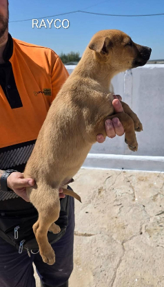 Adoption Rayco