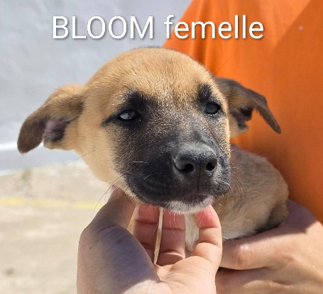Adopter Bloom