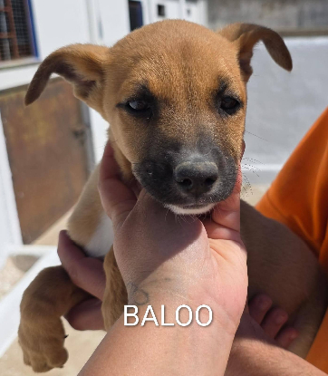 Adopter Baloo