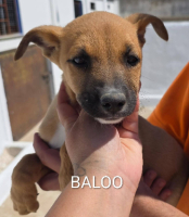 Adopter  chien : Baloo