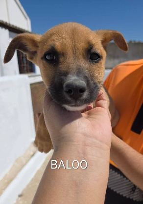 Adopter Baloo