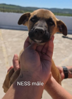 Adopter  chien : Ness