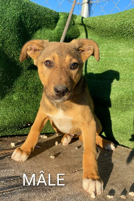 Adopter Pas encore de petit nom