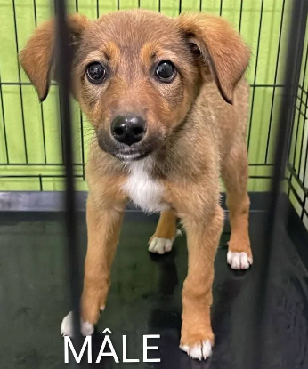 Adopter Pas encore de petit nom