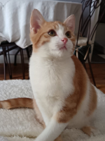 Adopter  chat : Clovis