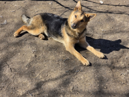 Adopter  chien : Adaline