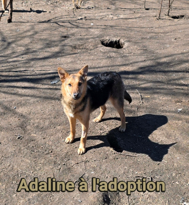 Adoption Adaline